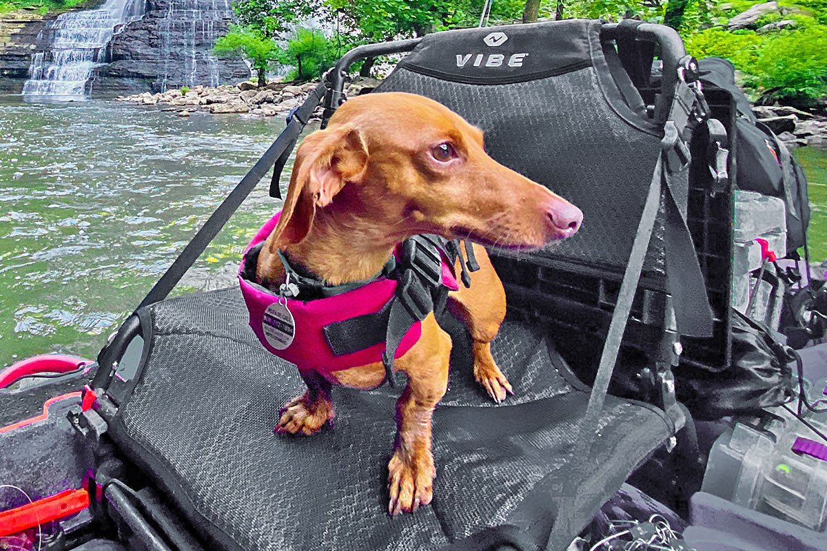 Comment faire du kayak avec des chiens - Vibe Kayaks